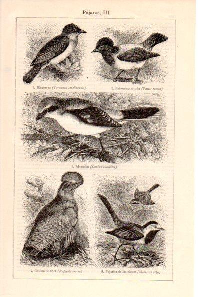 LAMINA V26408: Pajaros III