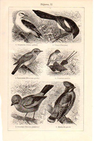 LAMINA V26407: Pajaros II