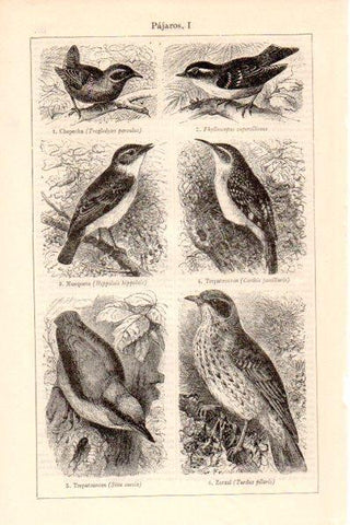 LAMINA V26406: Pajaros I