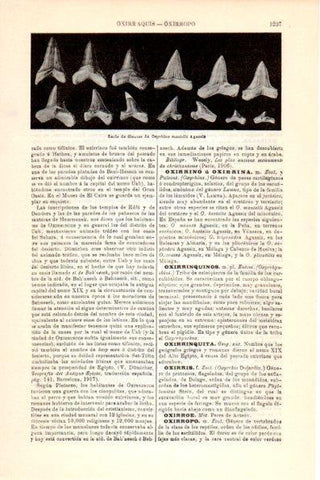 LAMINA V26365: Dientes de Oxyrhina mantelli