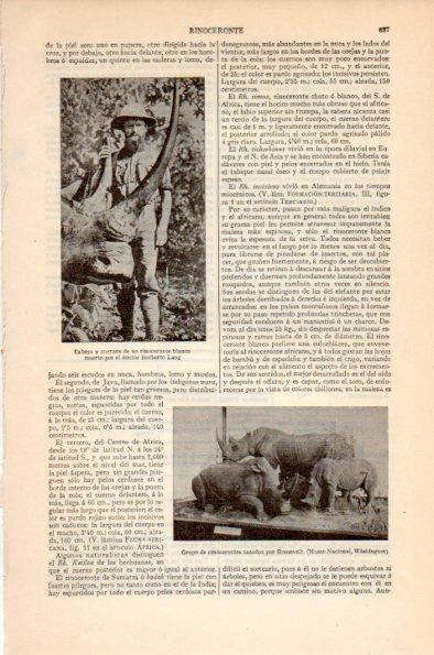 LAMINA V26586: Grupo de rinocerontes cazados por Roosevelt
