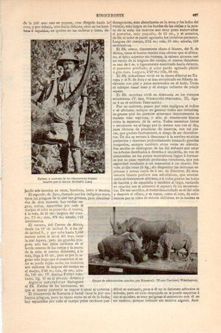 LAMINA V26586: Grupo de rinocerontes cazados por Roosevelt