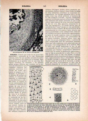 LAMINA V26942: Microfotografia de un injerto cartilaginoso