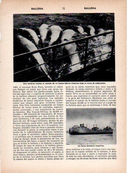 LAMINA V26883: Barco ballenero argentino