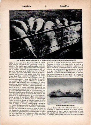 LAMINA V26883: Barco ballenero argentino