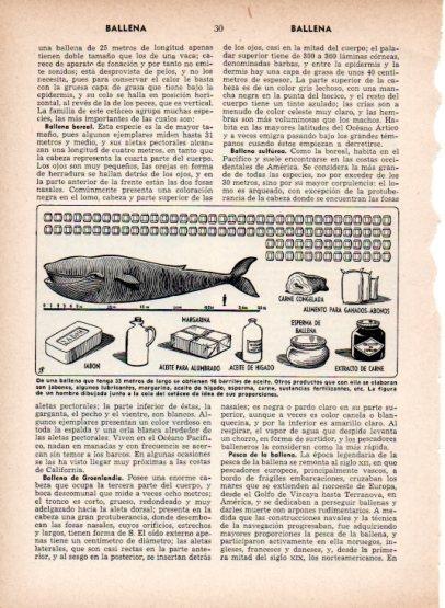LAMINA V26882: Productos que se obtienen de una ballena