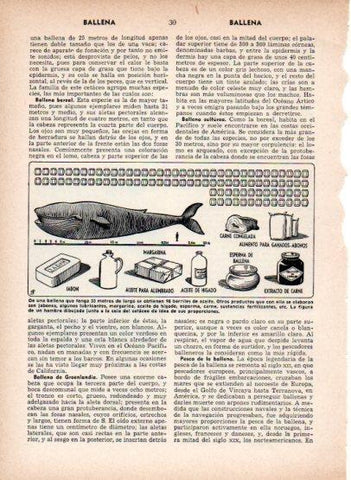 LAMINA V26882: Productos que se obtienen de una ballena