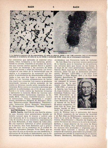 LAMINA V26870: Bacterias teñidas bajo microscopio