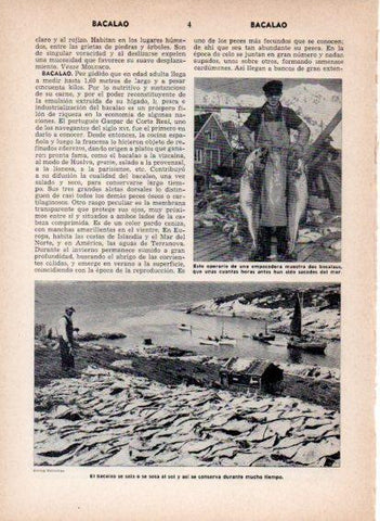LAMINA V26868: Bacalao secandose al sol