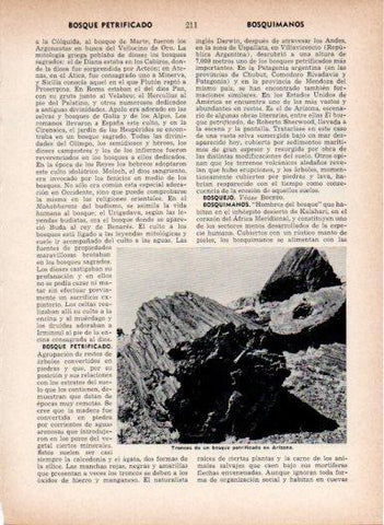 LAMINA V26977: Troncos de un bosque petrificado en Arizona