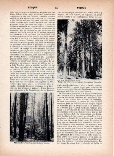 LAMINA V26976: Bosque de secoyas en Yosemite