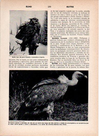 LAMINA V27007: Buitre comun o leonado
