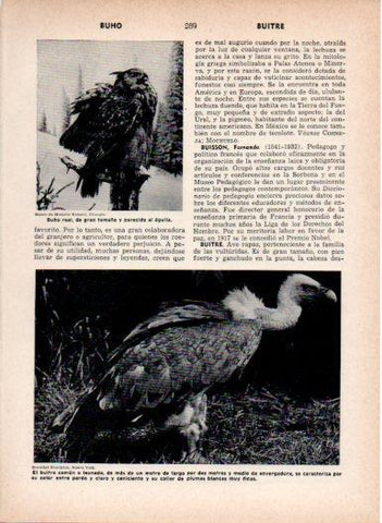 LAMINA V27007: Buitre comun o leonado