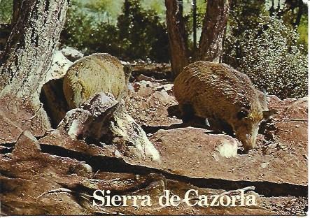 POSTAL A1519: Jabalies en la Sierra de Cazorla