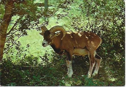 POSTAL A1520: Muflon en la Sierra de Cazorla