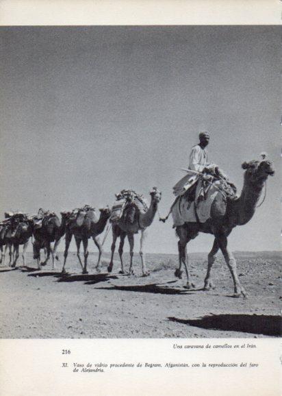 LAMINA V28271: Caravana de camellos en Iran