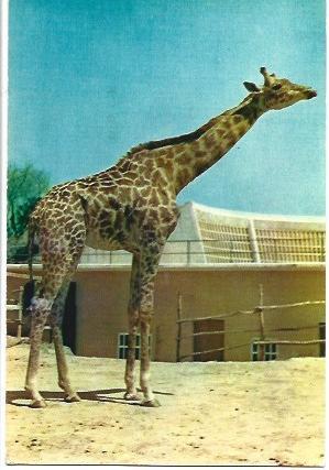 POSTAL A1693: Jirafa del zoo de Barcelona
