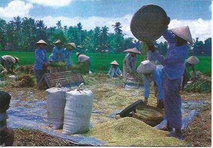 POSTAL A2170: Pane Padi en Bali