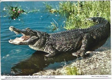 POSTAL A2223: Cocodrilo de Africa