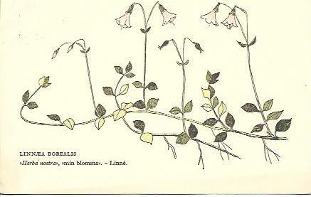 POSTAL A2125: Linnea Borealis