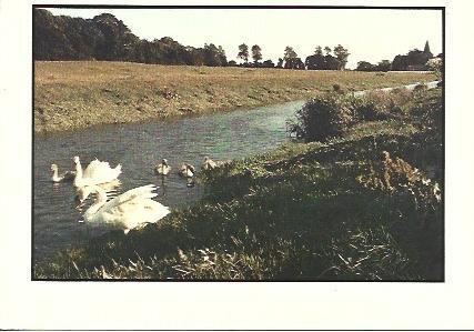 POSTAL A2136: Messing about on the river