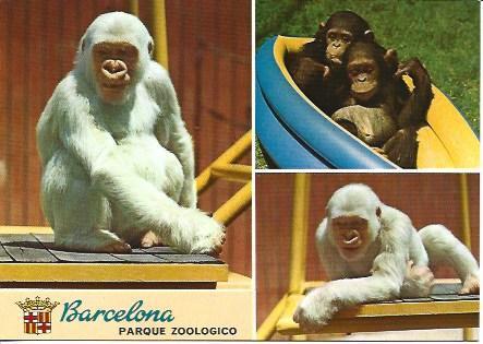 POSTAL A2245: Zoologico de Barcelona. Copito de Nieve