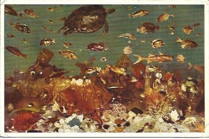 POSTAL A1958: Fondo marino con tortugas