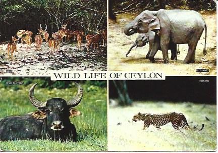 POSTAL A2001: Vida salvaje en Ceylon