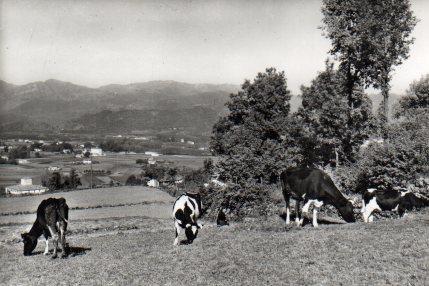 POSTAL PV01110: Paisaje con vacas en Olot