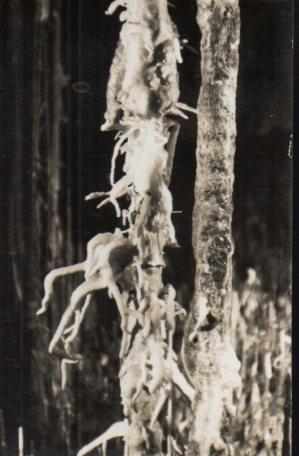 POSTAL PV01259: Sueño de un Angel en las Cuevas dek Hams, Manacor