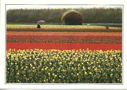 POSTAL A2487: Cultivos de tulipanes en Holanda