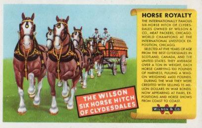 POSTAL PV02241: The Wilson six horse hith of Clydesdales