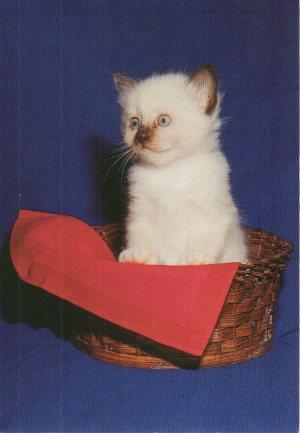 POSTAL PV02014: Publicidad gatito en cesta mimbre