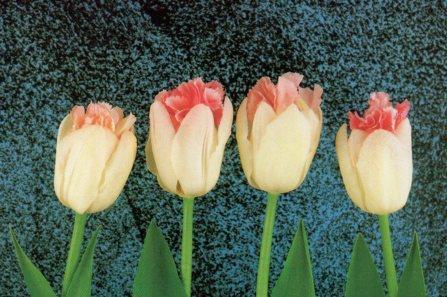 POSTAL PV02283: The tulipa family with special hair por Mirja de Vries