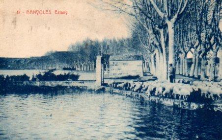 POSTAL PV02993: Ovelles a l'estany a Banyoles