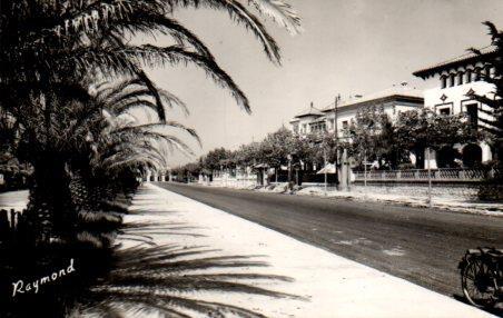 POSTAL PV02982: Paseo de Las Palmeras en Salou