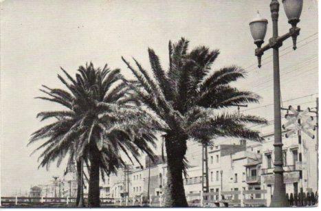POSTAL PV03406: Palmeras en el Paseo Maritimo de Premia de Mar