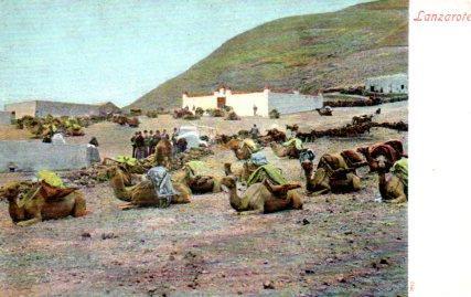 POSTAL PV03206: Camellos en Lanzarote