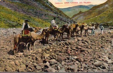 POSTAL PV02861: Camellos en Las Palmas de Gran Canaria