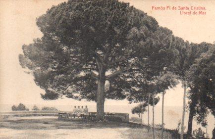 POSTAL PV02754: Famos Pi de Santa Cristina, Lloret de Mar