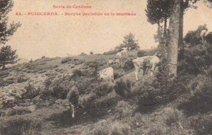 POSTAL PV02831: Bueyes paciendo en la montaña de Puigcerda