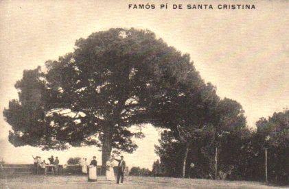 POSTAL PV02806: El famos Pi de Santa Cristina