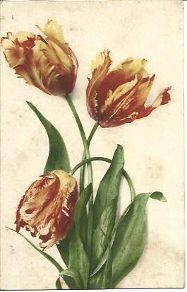 POSTAL A3345: Tulipanes