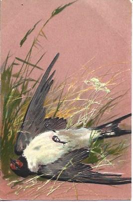 POSTAL A3227: Pajaro