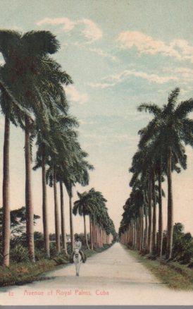 POSTAL PV04102: Cuba, Avenue of Royal Palms