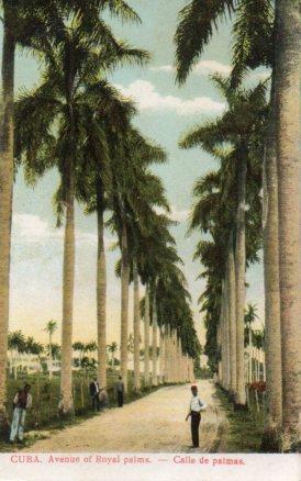 POSTAL PV04100: Avenue of Royal palms, Cuba