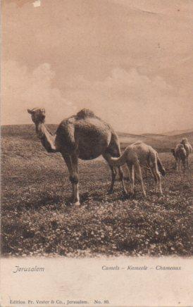 POSTAL PV04097: Jesuralem, Camels