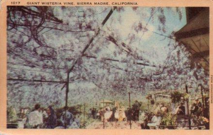 POSTAL PV04045: Giant wisteria vine, Sierra Madre, California