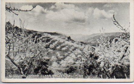 POSTAL PV04043: Santa Clara Valley, California Blossoms