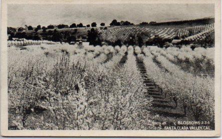POSTAL PV04042: Blossoms in Santa Clara Valley, California
